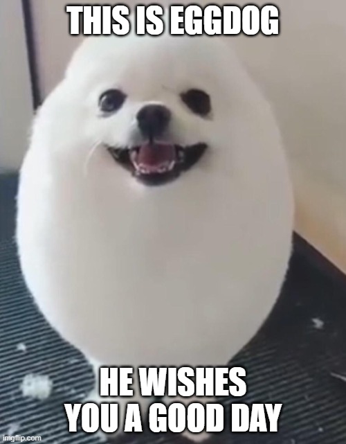 how to cure depression | THIS IS EGGDOG; HE WISHES YOU A GOOD DAY | image tagged in cute dog | made w/ Imgflip meme maker