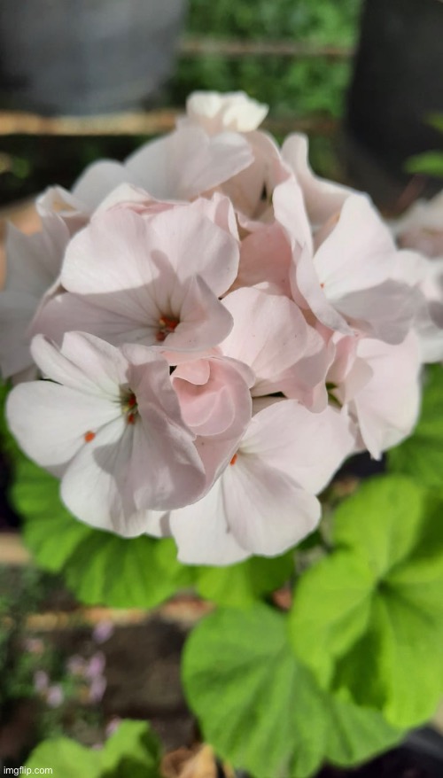 A very random picture from my aunt’s garden | made w/ Imgflip meme maker