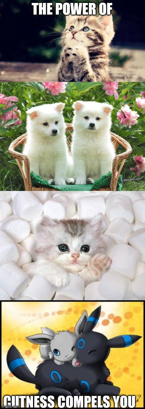 Hope this makes u smile | THE POWER OF; CUTNESS COMPELS YOU | image tagged in cute kitten | made w/ Imgflip meme maker
