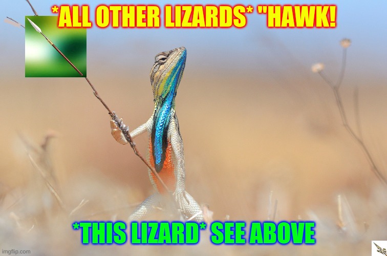 Lizard | *ALL OTHER LIZARDS* "HAWK! *THIS LIZARD* SEE ABOVE | image tagged in lizard,funny | made w/ Imgflip meme maker