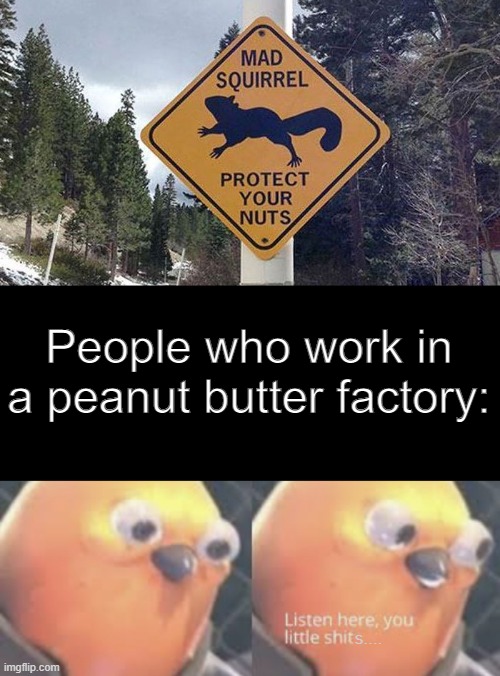 NO-STEALING NUTS POLICY | People who work in a peanut butter factory:; s.... | image tagged in listen here you little shit bird | made w/ Imgflip meme maker