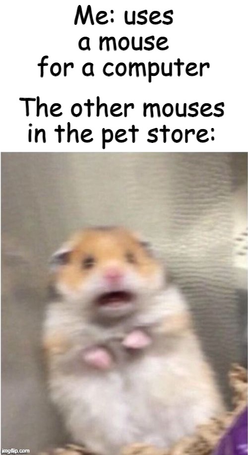 mousiess | Me: uses a mouse for a computer; The other mouses in the pet store: | image tagged in scared hamster | made w/ Imgflip meme maker