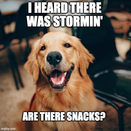 Dog storming the capital | I HEARD THERE WAS STORMIN'; ARE THERE SNACKS? | image tagged in politics,insurrection | made w/ Imgflip meme maker