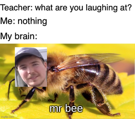 mr bee 6000 yeah you know his name | mr bee | image tagged in teacher what are you laughing at,mr beast,funny,memes,bees | made w/ Imgflip meme maker