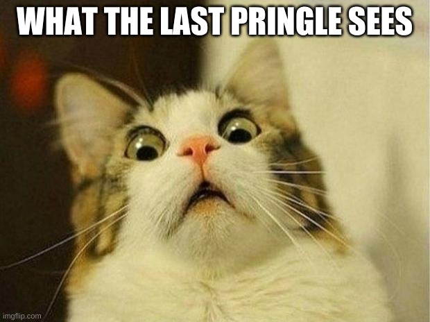 me tho | WHAT THE LAST PRINGLE SEES | image tagged in memes,scared cat | made w/ Imgflip meme maker
