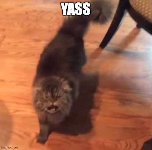 Yass Cat | YASS | image tagged in yass cat | made w/ Imgflip meme maker