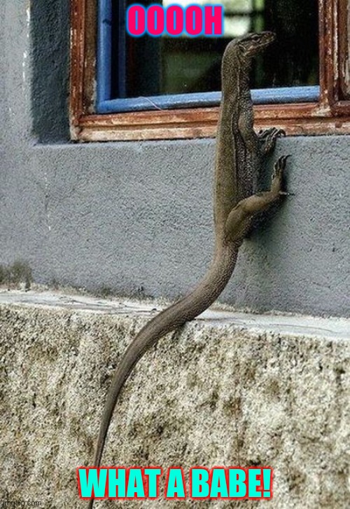 pervert | OOOOH; WHAT A BABE! | image tagged in lizard looking through window | made w/ Imgflip meme maker