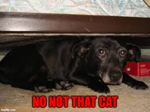 NO NOT THAT CAT | made w/ Imgflip meme maker
