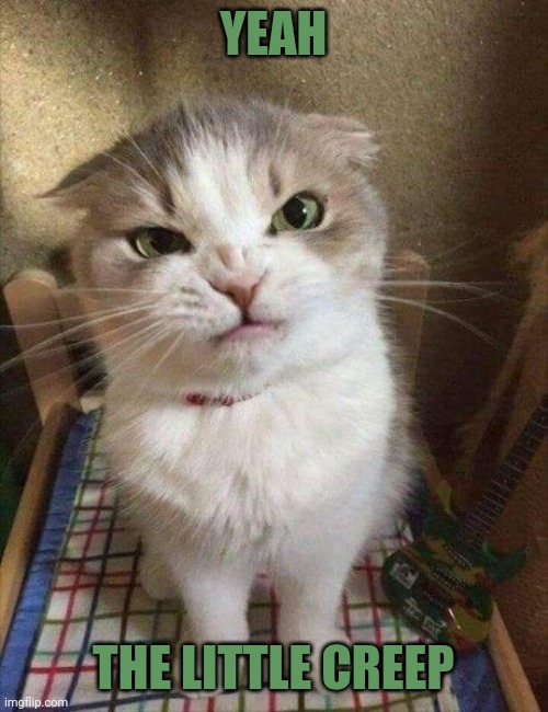 Angry cat | YEAH THE LITTLE CREEP | image tagged in angry cat | made w/ Imgflip meme maker