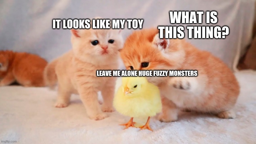 chick with kittens | IT LOOKS LIKE MY TOY; WHAT IS THIS THING? LEAVE ME ALONE HUGE FUZZY MONSTERS | image tagged in memes,chickens,kittens | made w/ Imgflip meme maker
