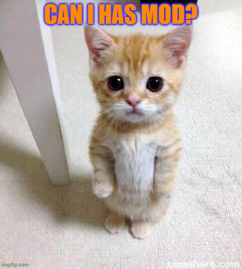 Cute Cat Meme | CAN I HAS MOD? | image tagged in memes,cute cat | made w/ Imgflip meme maker