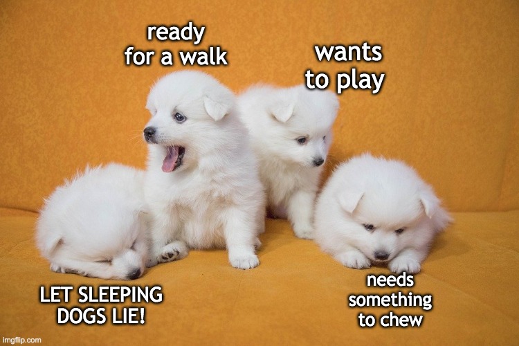 Puppy pack | ready for a walk; wants to play; needs something to chew; LET SLEEPING DOGS LIE! | image tagged in puppy pack | made w/ Imgflip meme maker
