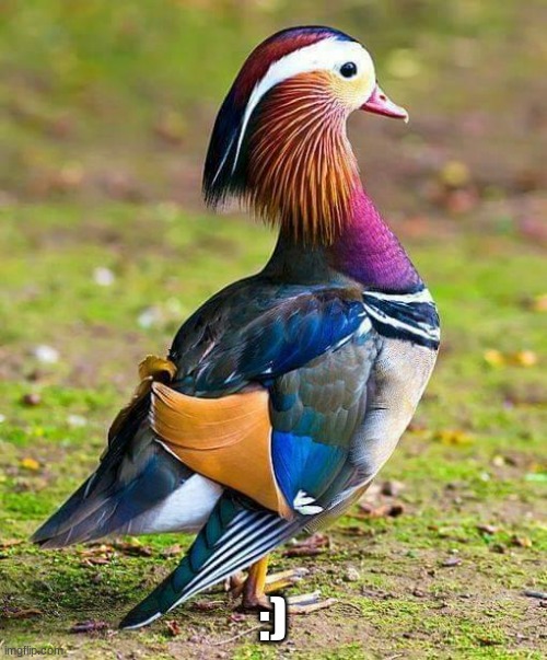 Strutting Mandarin Duck | :) | image tagged in strutting mandarin duck | made w/ Imgflip meme maker