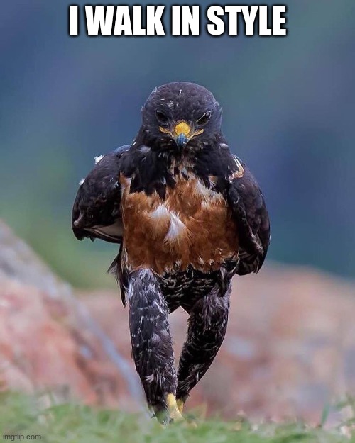 The Hawk be AWESOME! |  I WALK IN STYLE | image tagged in early bird | made w/ Imgflip meme maker