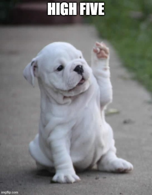 Puppy High Five  | HIGH FIVE | image tagged in puppy high five | made w/ Imgflip meme maker