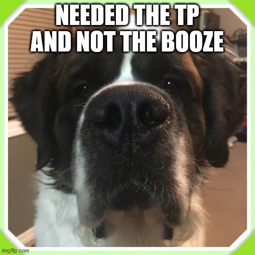 St Bernard | NEEDED THE TP AND NOT THE BOOZE | image tagged in st bernard | made w/ Imgflip meme maker