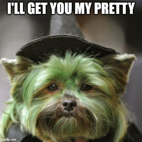 I'LL GET YOU MY PRETTY | image tagged in dogs | made w/ Imgflip meme maker