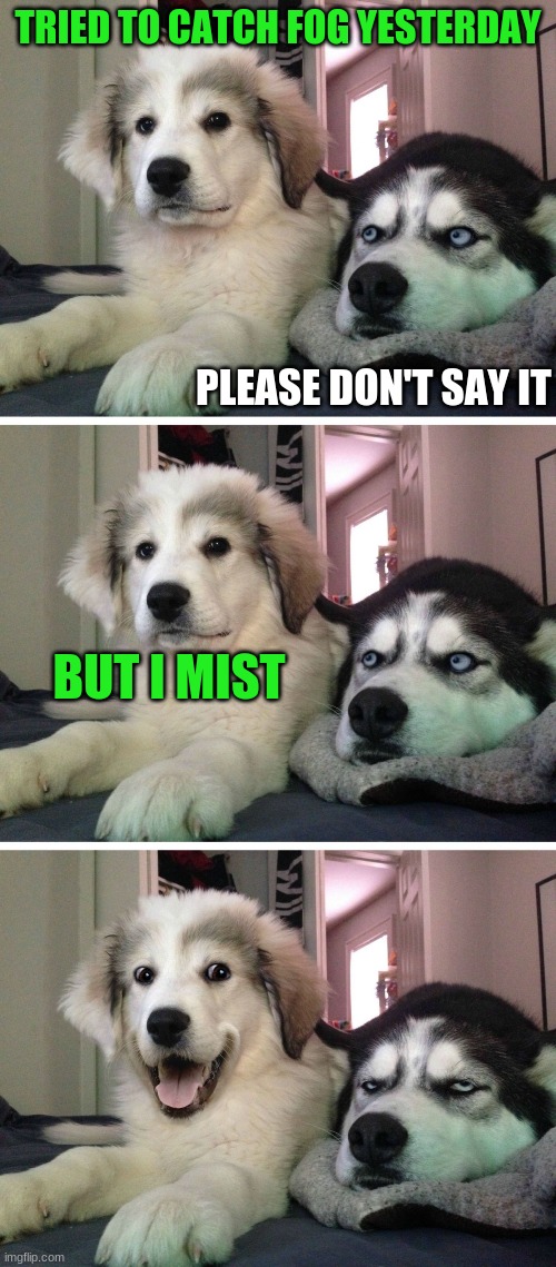 Dog Jokes | TRIED TO CATCH FOG YESTERDAY; PLEASE DON'T SAY IT; BUT I MIST | image tagged in dog jokes,dogs,memes,funny,husky,jokes | made w/ Imgflip meme maker