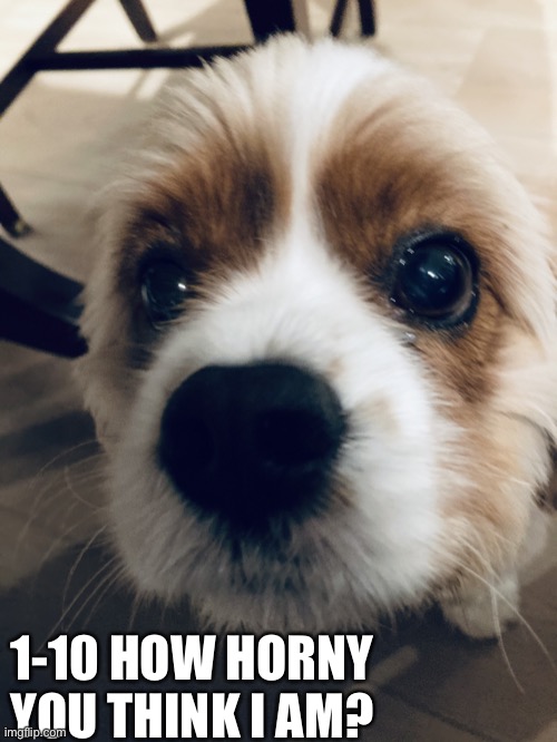 ill give you a hint. its more then 0- | 1-10 HOW HORNY YOU THINK I AM? | image tagged in narwhals dog | made w/ Imgflip meme maker