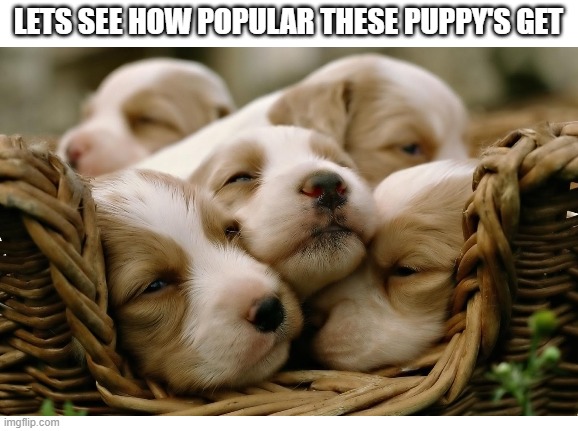LETS SEE HOW POPULAR THESE PUPPY'S GET | image tagged in memes,puppy,puppy in basket,doggo,cute | made w/ Imgflip meme maker
