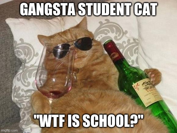 Funny Cat Birthday | GANGSTA STUDENT CAT; "WTF IS SCHOOL?" | image tagged in funny cat birthday | made w/ Imgflip meme maker
