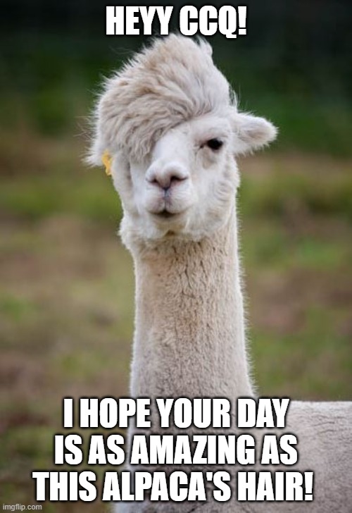 Alpaca | HEYY CCQ! I HOPE YOUR DAY IS AS AMAZING AS THIS ALPACA'S HAIR! | image tagged in quality,alpaca,llama,hair | made w/ Imgflip meme maker