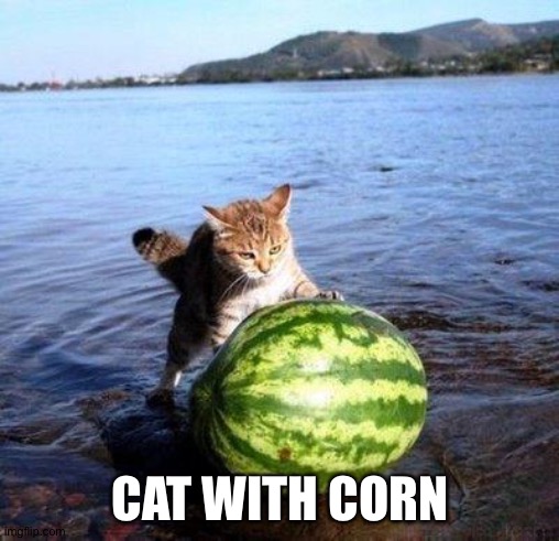 Argument invalid watermelon cat | CAT WITH CORN | image tagged in argument invalid watermelon cat | made w/ Imgflip meme maker