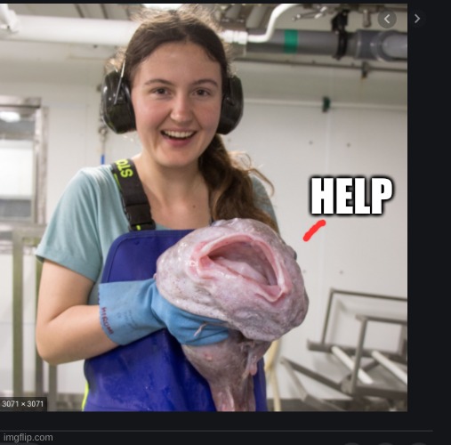 pls help da blobfish | HELP | image tagged in pls | made w/ Imgflip meme maker