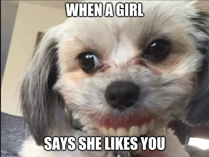 GIRLS LIKE ME? | WHEN A GIRL; SAYS SHE LIKES YOU | image tagged in dogs,funny | made w/ Imgflip meme maker
