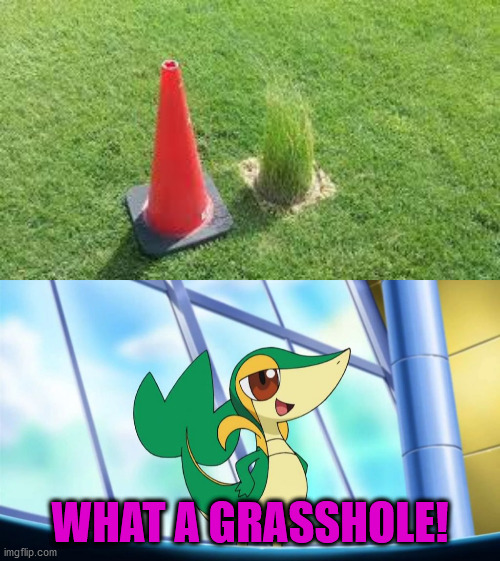 The part I said grasshole... | WHAT A GRASSHOLE! | image tagged in snivy,memes,funny,grass,cones,you had one job | made w/ Imgflip meme maker