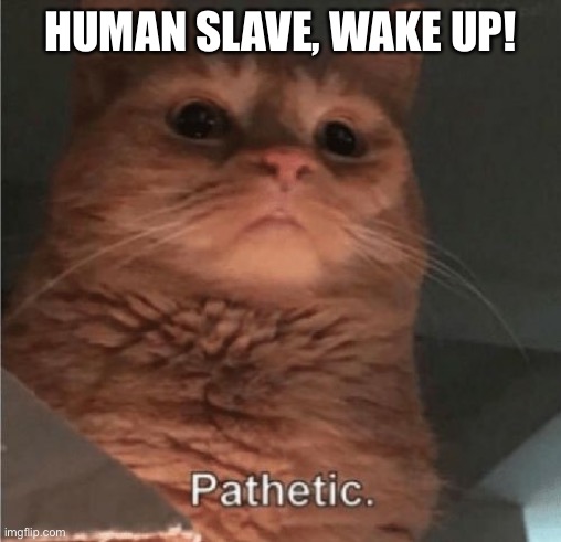 Pathetic Cat | HUMAN SLAVE, WAKE UP! | image tagged in pathetic cat | made w/ Imgflip meme maker