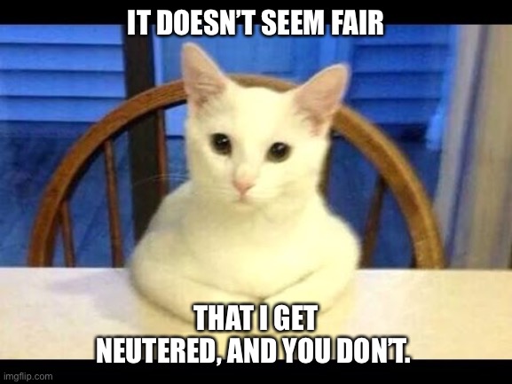 Serious Cat | IT DOESN’T SEEM FAIR; THAT I GET NEUTERED, AND YOU DON’T. | image tagged in serious cat | made w/ Imgflip meme maker