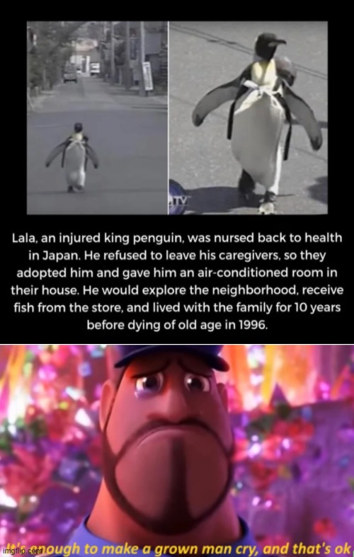 May Lala the penguin Rest in Peace | image tagged in it's enough to make a grown man cry,it's enough to make a grown man cry and that's ok,penguin,wholesome | made w/ Imgflip meme maker