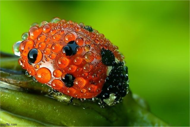 image tagged in awesome | made w/ Imgflip meme maker