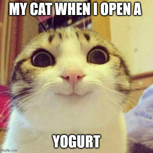 Smiling Cat | MY CAT WHEN I OPEN A; YOGURT | image tagged in memes,smiling cat | made w/ Imgflip meme maker