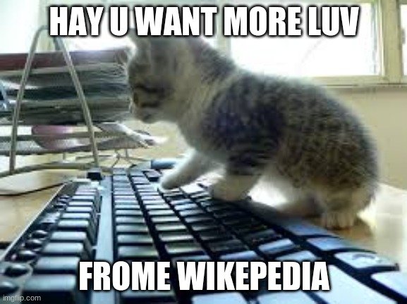 wikepedia | HAY U WANT MORE LUV; FROME WIKEPEDIA | image tagged in wikipedia,wikepedia,cat | made w/ Imgflip meme maker