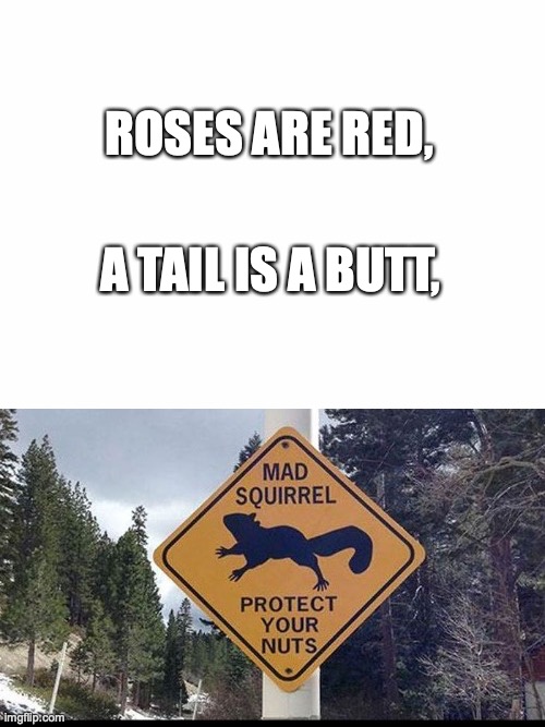 ROSES ARE RED, A TAIL IS A BUTT, | image tagged in blank white template | made w/ Imgflip meme maker