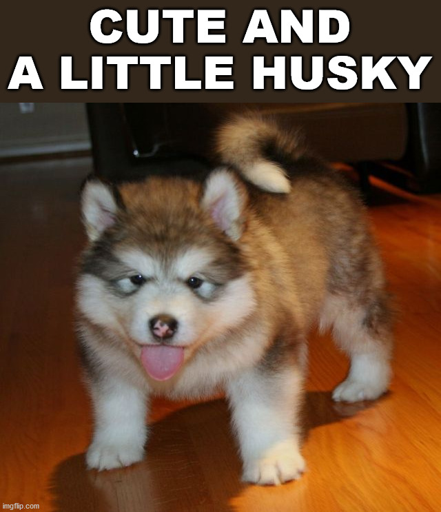 CUTE AND A LITTLE HUSKY | image tagged in dogs | made w/ Imgflip meme maker