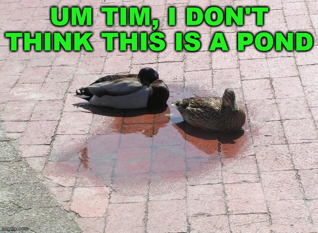 UM TIM, I DON'T THINK THIS IS A POND | image tagged in ducks | made w/ Imgflip meme maker