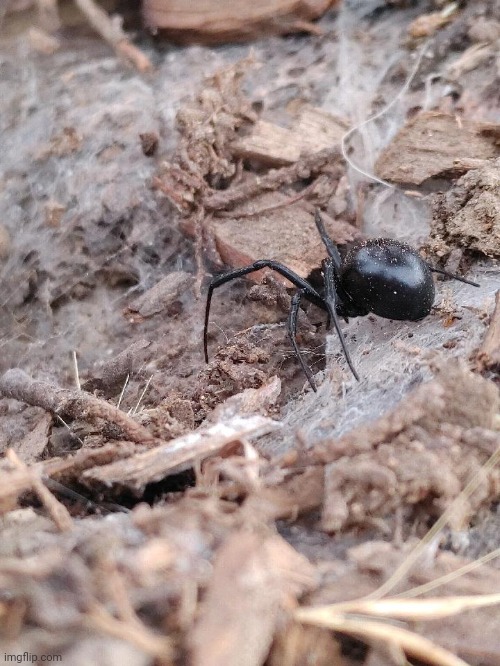 found our kind of a black widow day before yestersay | image tagged in a,e | made w/ Imgflip meme maker