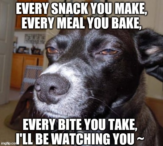 Every snack you make, Every meal you bake, Every bite you take, I'll be watching you... | image tagged in dogs,memes,funny,poems,food week | made w/ Imgflip meme maker