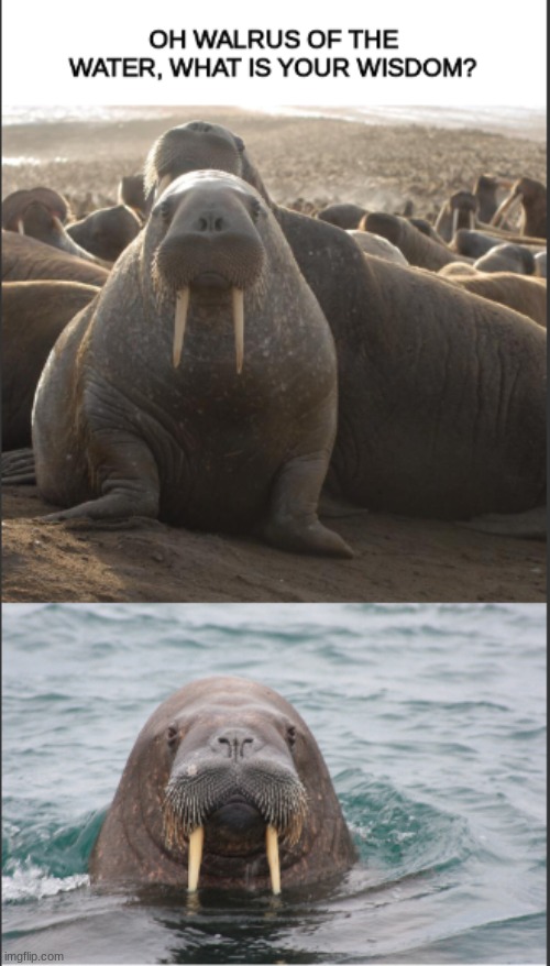 Walrus of the water  (from the walrus memes stream) | image tagged in walrus of wisdom,memes | made w/ Imgflip meme maker