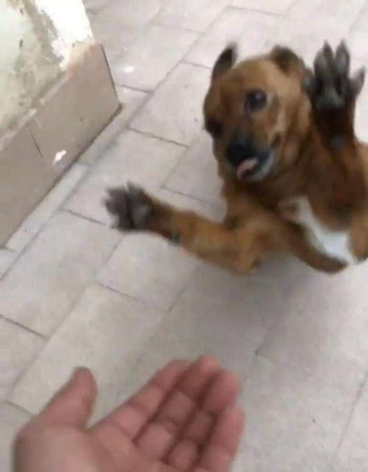 dog jumping towards hand Blank Meme Template