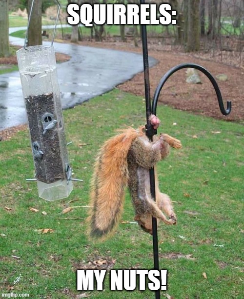 Squirl Nuts | SQUIRRELS: MY NUTS! | image tagged in squirl nuts | made w/ Imgflip meme maker