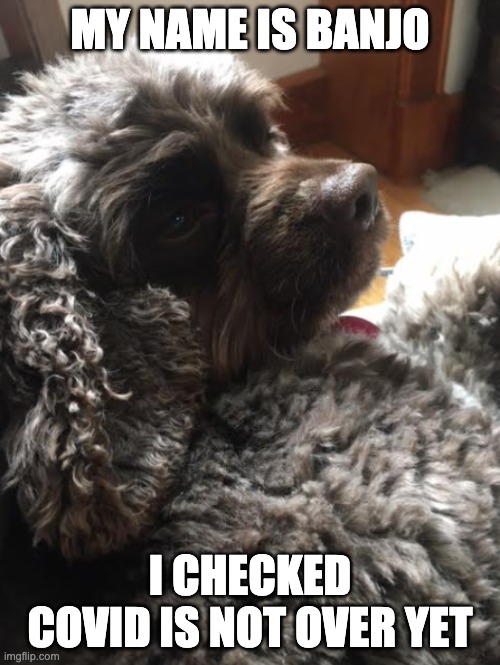 Nope it's not over | MY NAME IS BANJO; I CHECKED COVID IS NOT OVER YET | image tagged in cute puppies,cute dog,covid-19,funny meme,funny dogs | made w/ Imgflip meme maker