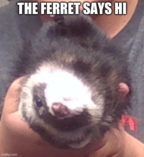 upside down ferret | THE FERRET SAYS HI | image tagged in upside down ferret | made w/ Imgflip meme maker