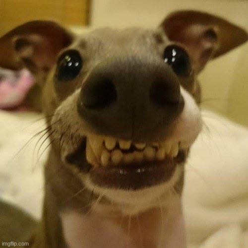 smil | image tagged in dog,smile,happy,weird | made w/ Imgflip meme maker