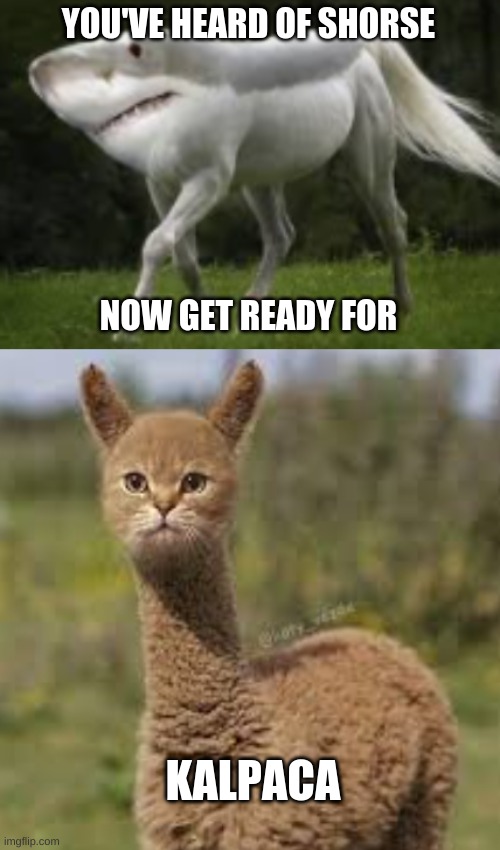 Kalpaca | YOU'VE HEARD OF SHORSE; NOW GET READY FOR; KALPACA | image tagged in shorse,funny | made w/ Imgflip meme maker