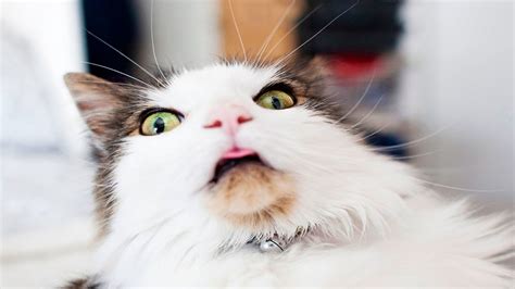 High Quality Surprised Cat Blank Meme Template