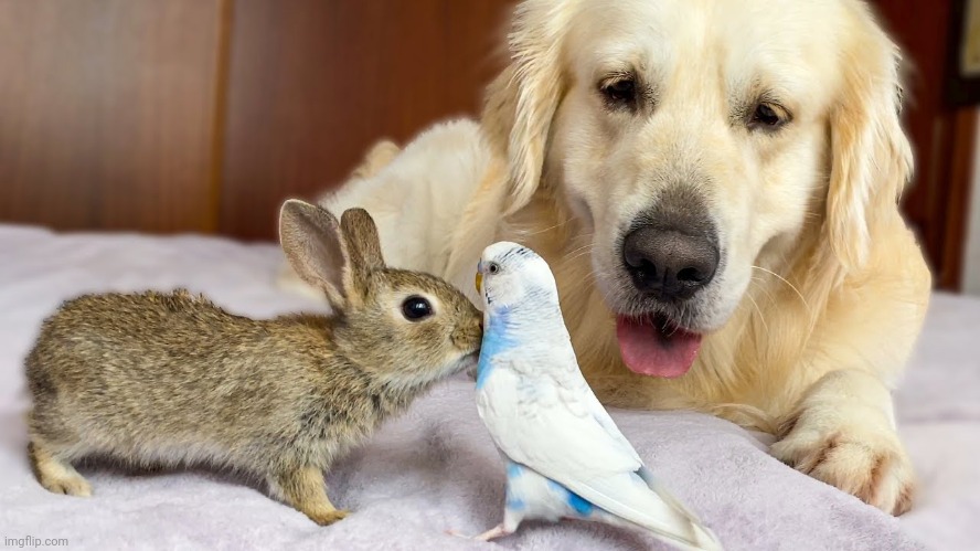 My favorite animals in one picture (there not mine tho) | image tagged in animals,budgie,bunny,doggo | made w/ Imgflip meme maker